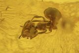 Detailed Fossil Aphid, Ant, and Fly in Baltic Amber #234511-2